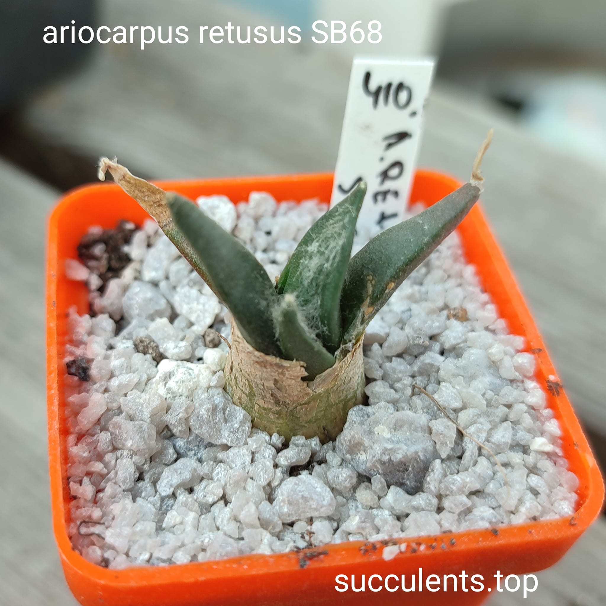 ariocarpus retusus SB68