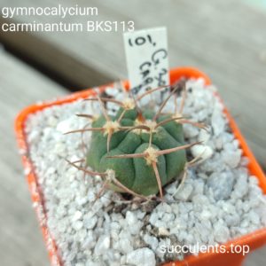 gymnocalycium carminantum BKS113