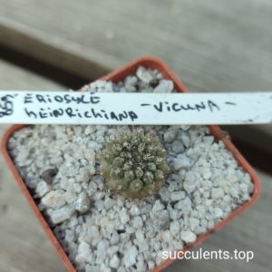 eriosyce heindrichiana Vicuna