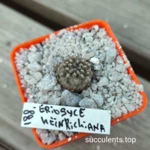 eriosyce heirichiana