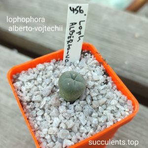 lophophora alberto-vojtechii