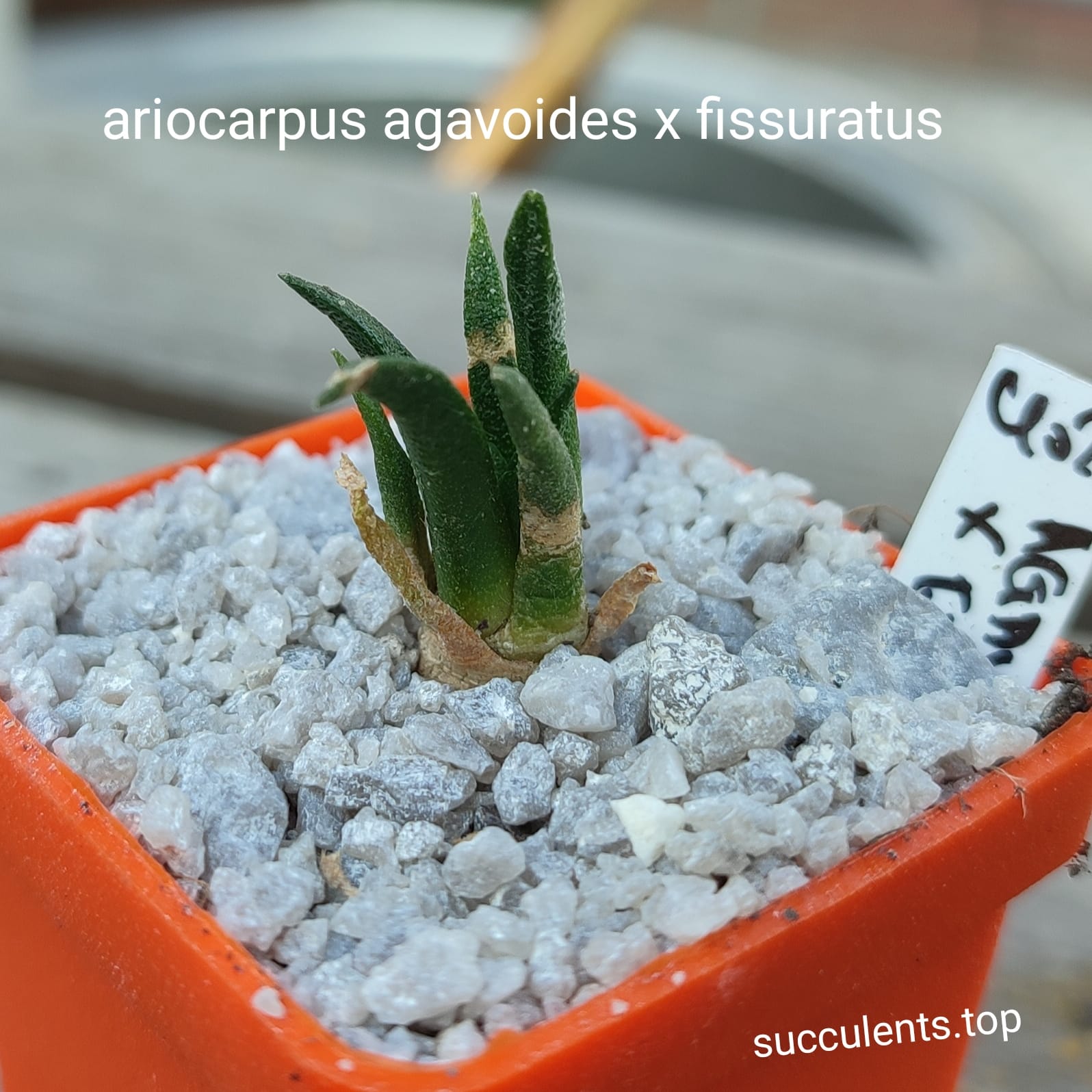 ariocarpus agavoides x fissuratus