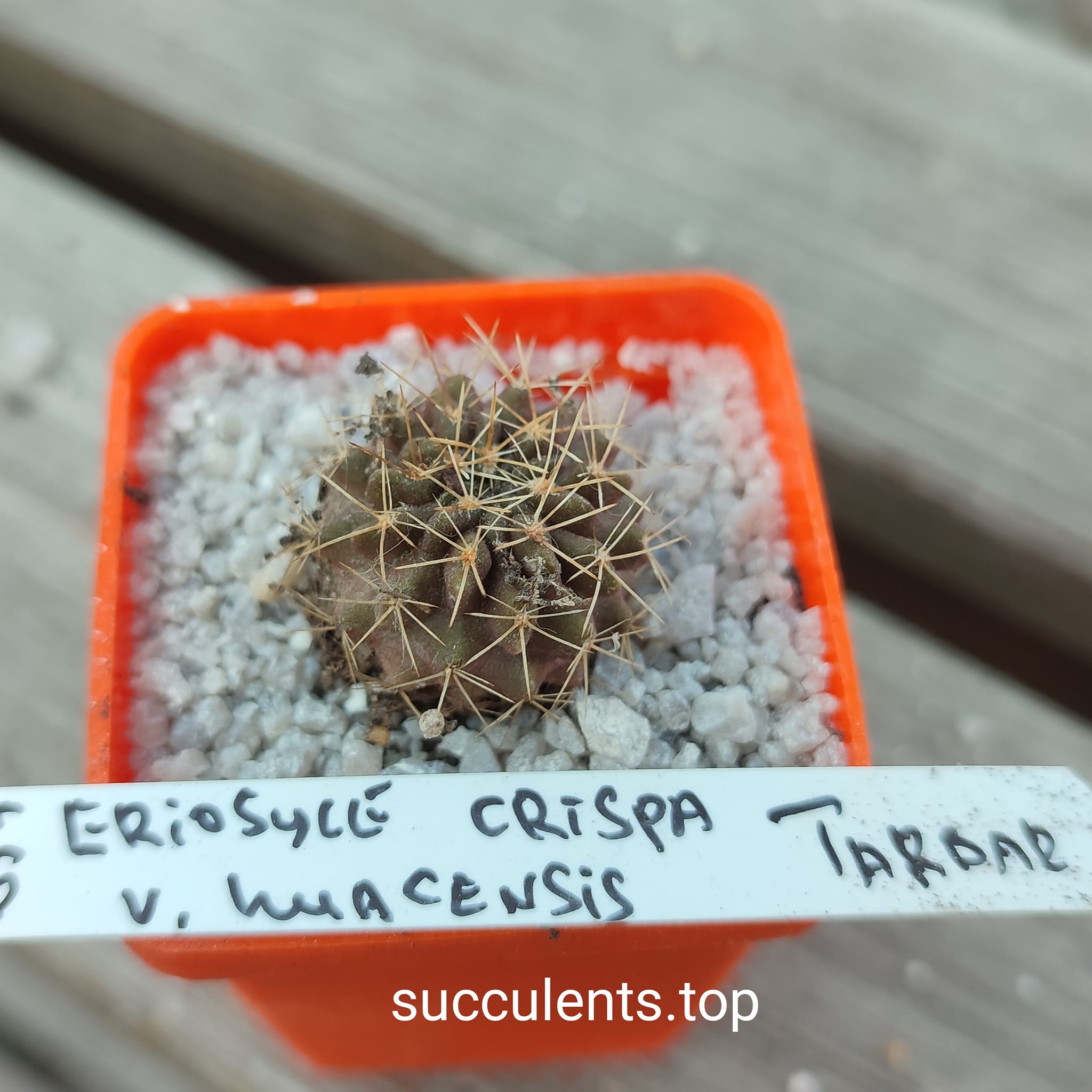 eriosyce crispa huasensis Tarbar