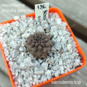 neochilenia occulta selection