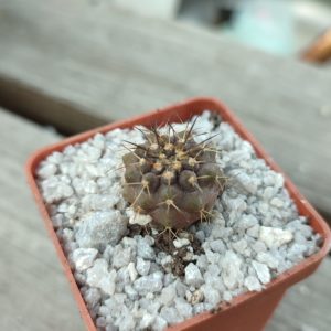 copiapoa marginata Flamenco