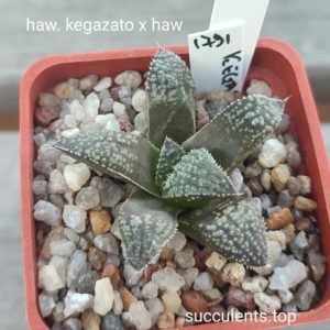 hworthia kegazato x haw