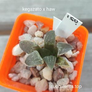 haworthia kegazato x haw