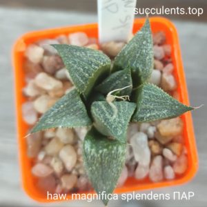haworthia magnifica splendens ПАР