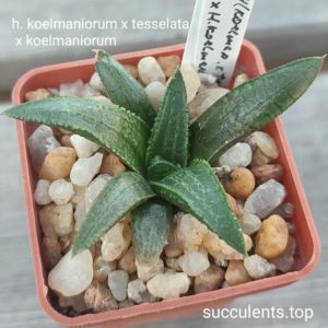 haworthia koelmaniorum x tesseleta x koelmaniorum