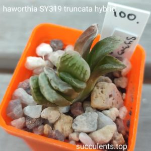 haworthia SY319 truncata hybrid