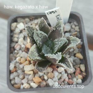 haworthia kegazato x haw