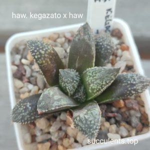haworthia kegazato x haw