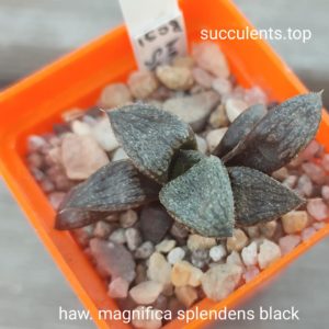 haworthia magnifica splendents black