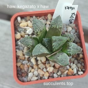 haworthia kegazato x haw