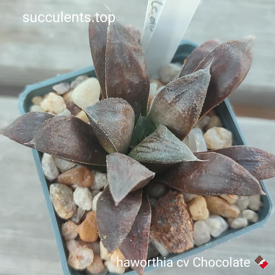 haworthia cv chocolate