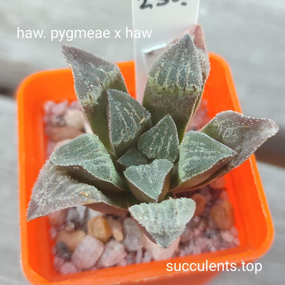 haworthia pygmeae x haw