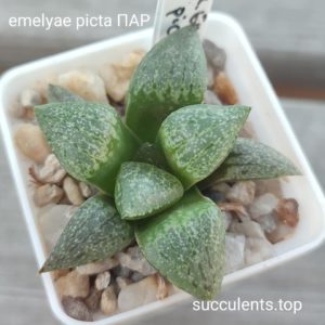 haworthia emelyae picta ПАР