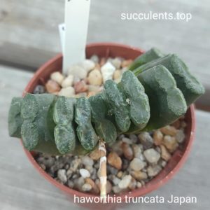 haworthia truncata Japan