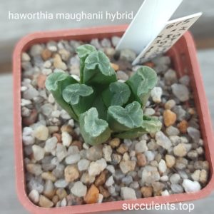 haworthia maughanii x haw