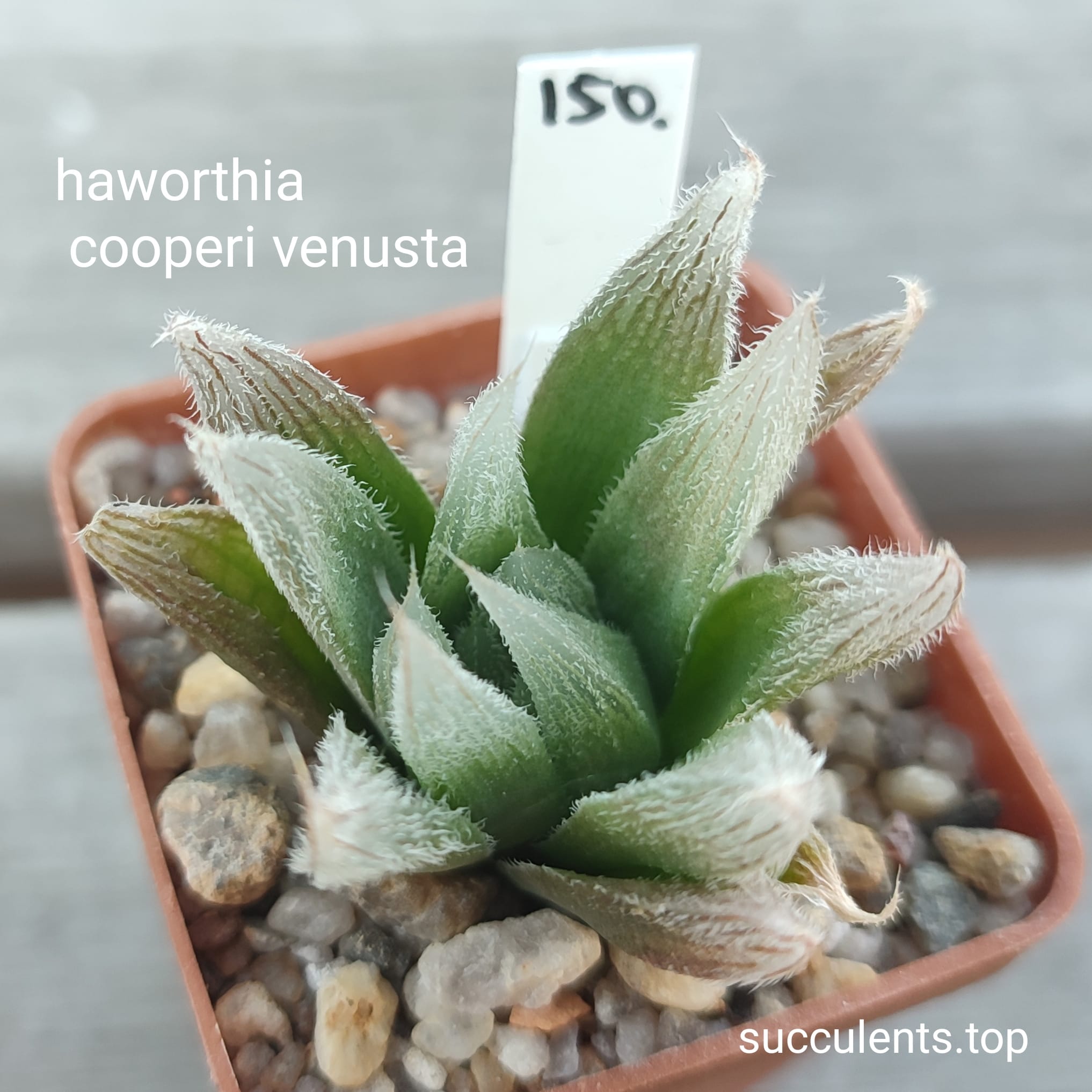haworthia cooperi venusta