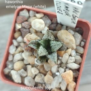 haworthia magnifica major (white)
