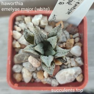 haworthia magnifica major (white)