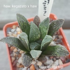 haworthia kegazato x haw