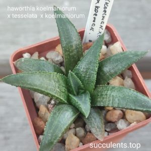 haworthia koelmaniorum x kegazato x koelmaniorum