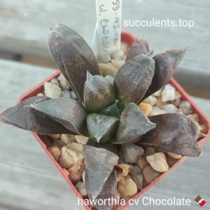 haworthia cv chocolate