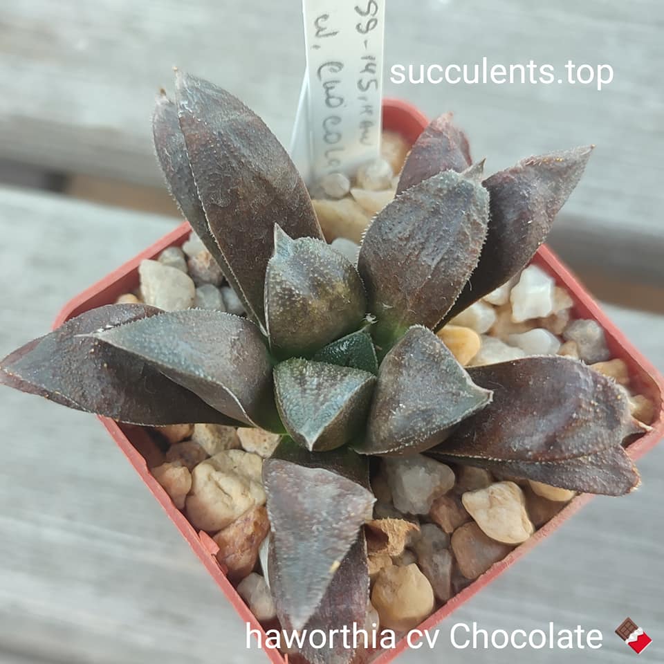 haworthia cv chocolate