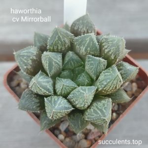 haworthia cv mirrorball