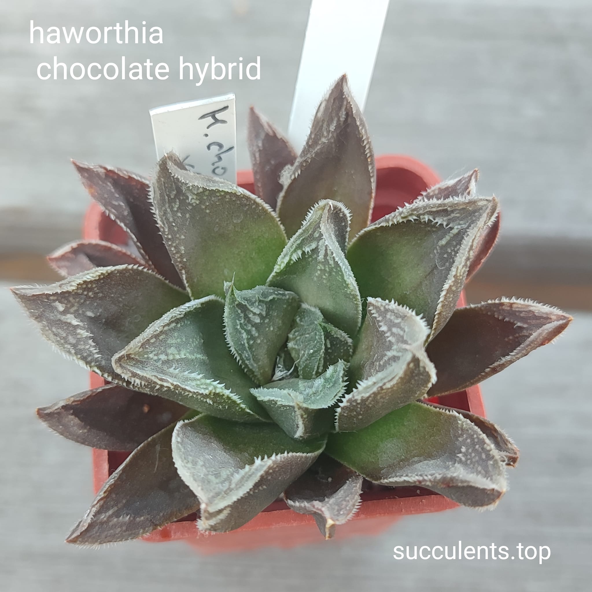 haworthia chocolate x haw