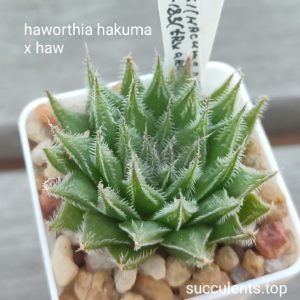 haworthia hakuma x haw