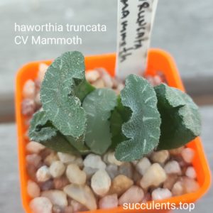 haworthia truncata cv mammoth