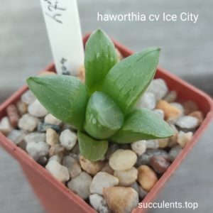haworthia cv Ice City