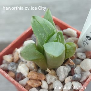 haworthia cv Ice City