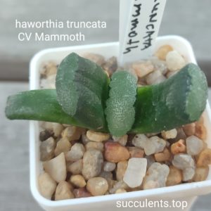 haworthia truncata cv mammoth