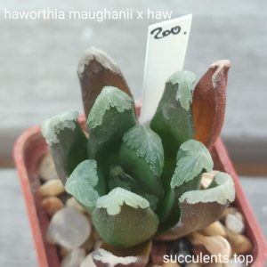 haworthia maughanii x haw