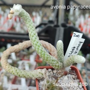 avonia papyracea