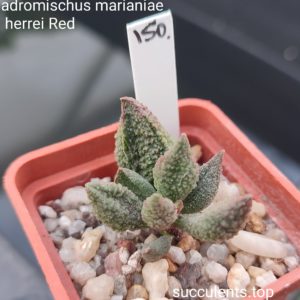adromischus marianiae herrei red