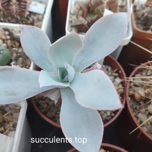 echeveria cante