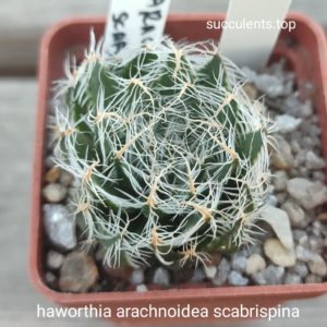 haworthia arachnoidea scabrispina