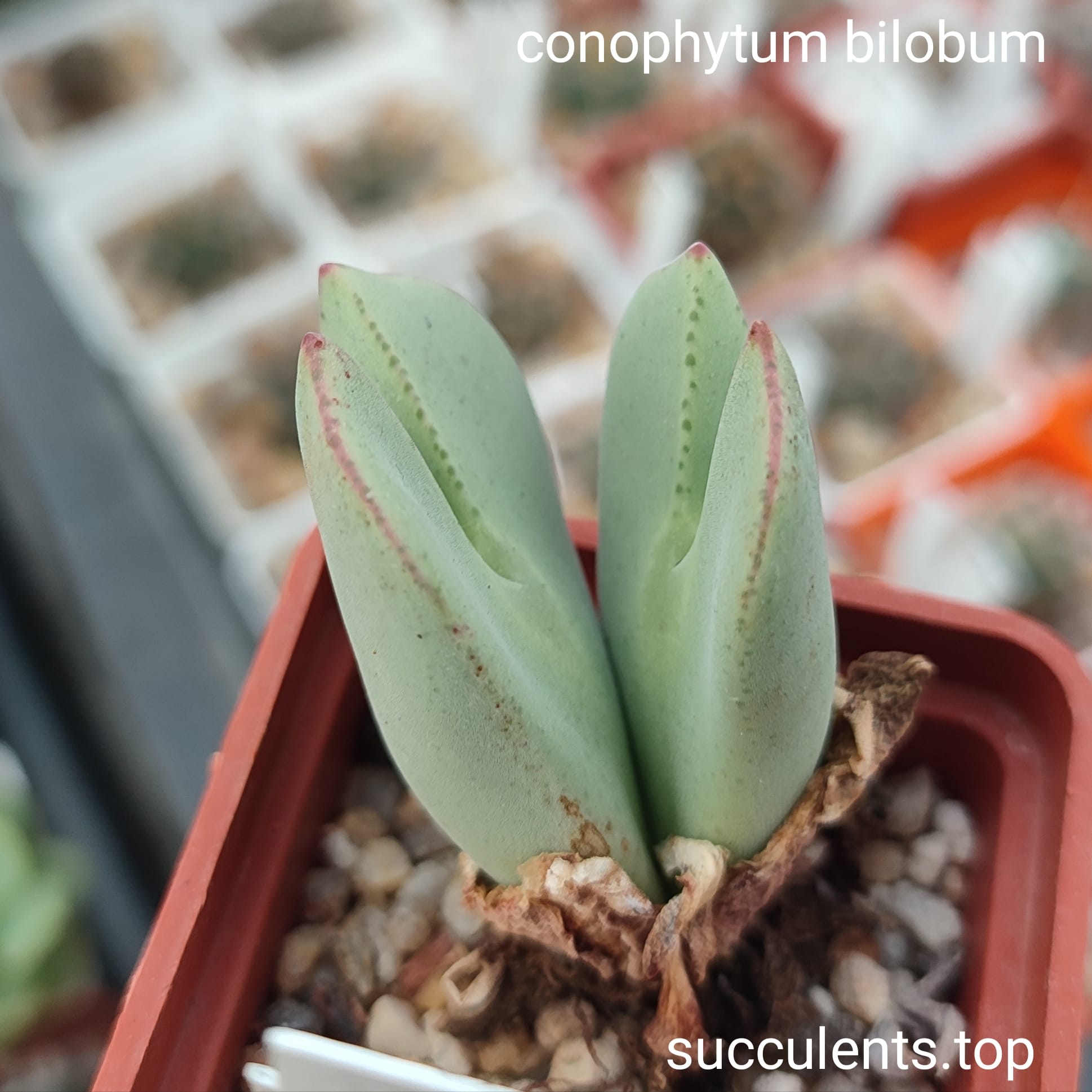 conophytum bilobum