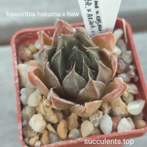 haworthia hakuma x haw