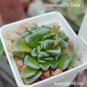 crassula cv celia
