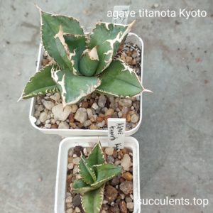 agave titanota Kyoto (дітка на передньому краю фото)
