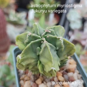 astrophytum miryostigma Fukuryu variegata