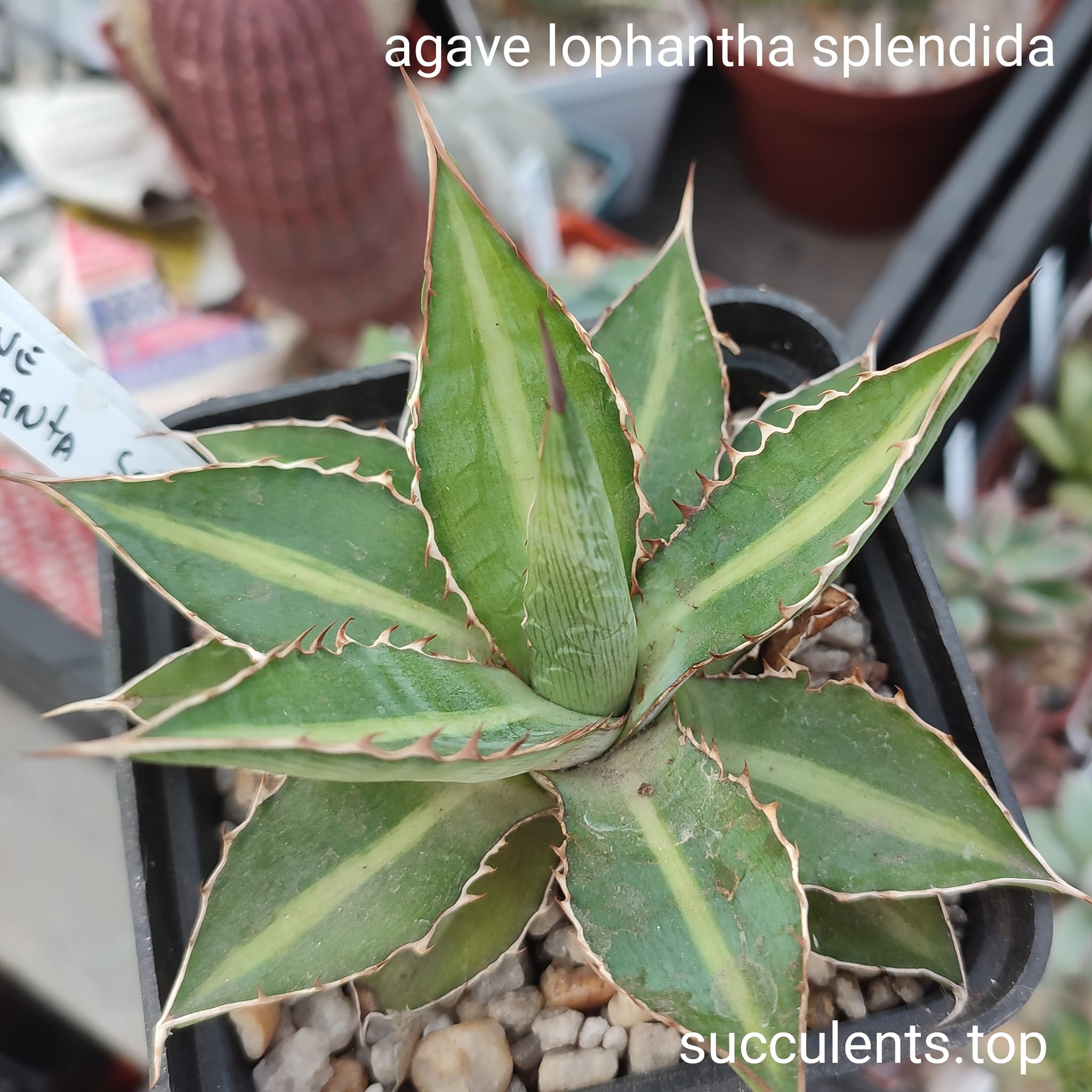 agave LOPHANTA SPLENDIDA