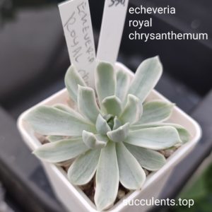 echeveria Royal Chrysanthemum