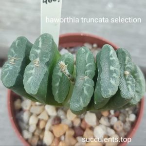 haworthia truncata selection